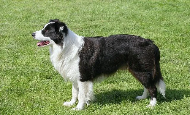 牧羊犬品種介紹、特點、習性、飼養及訓練