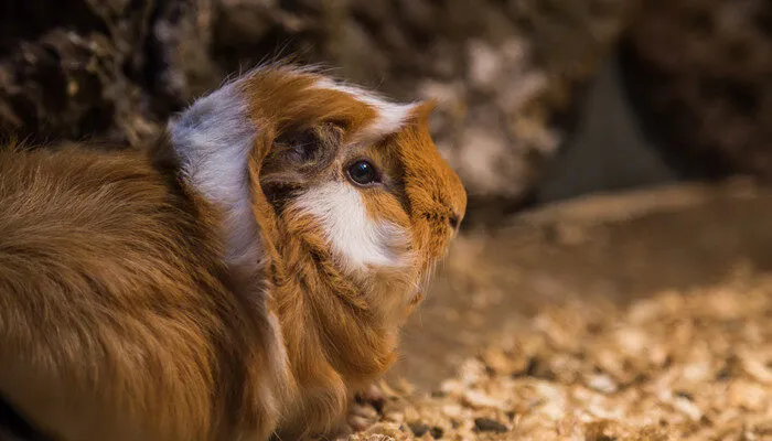 荷兰猪惊吓过度的症状 荷兰猪惊吓过度的症状是什么