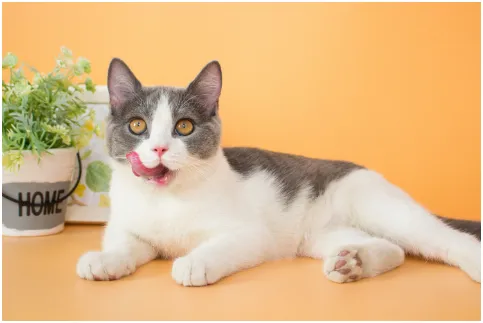 貓咪營養營多久吃一次？ 貓營養膏一天喂多少，貓咪宮養膏怎麼喂？