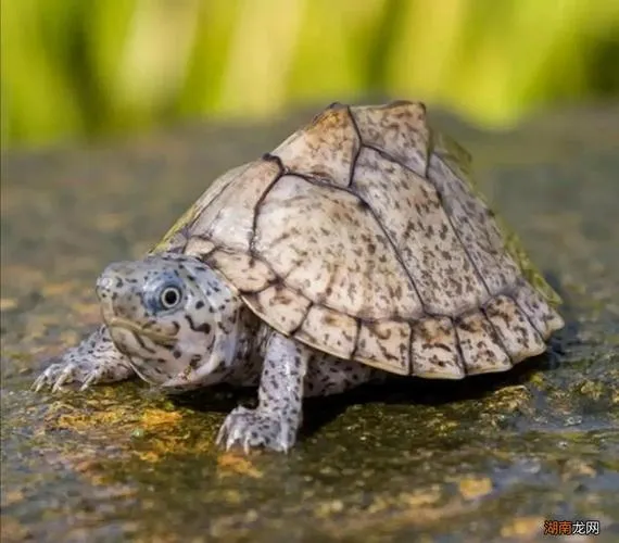 什麼烏龜最好養又漂亮？常見的14種寵物水龜推薦