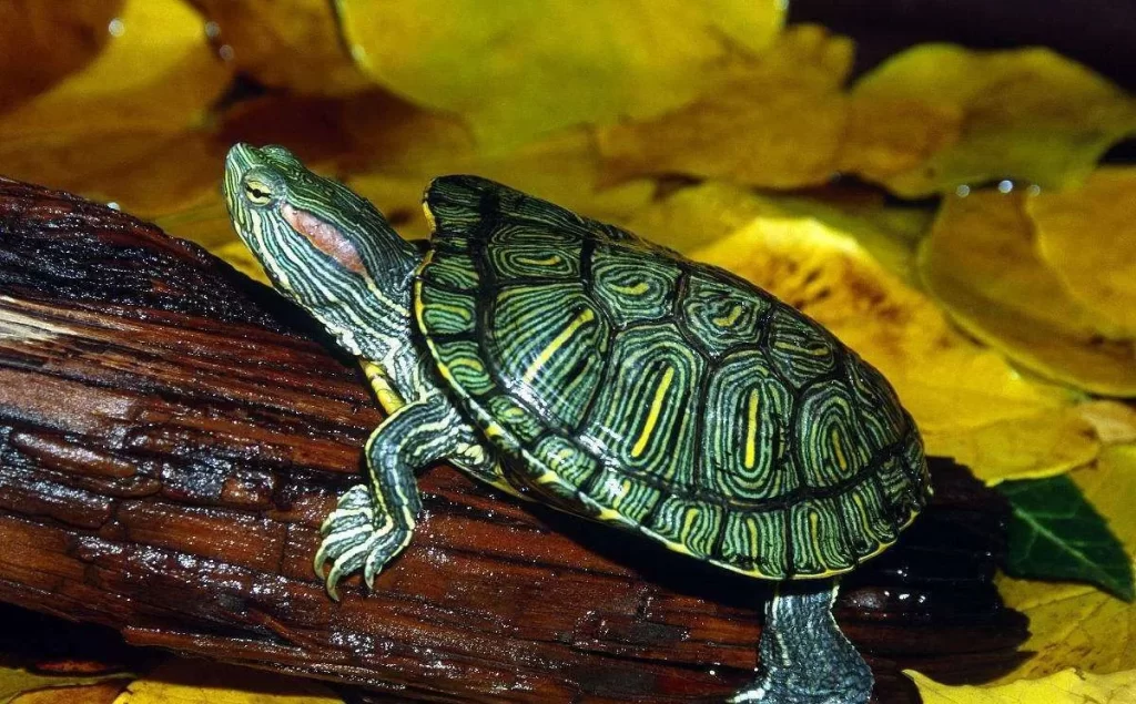寵物龜百科：烏龜常見的十大疾病的病因、症狀和治療